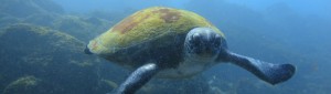 tortuga marina - buceo puerto de santiago