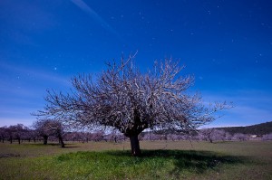 una higuera y las pléyades