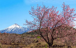 almendros en flor