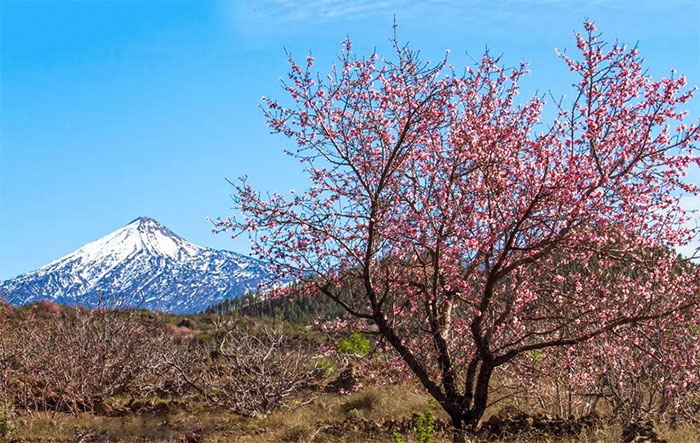 almendros en flor