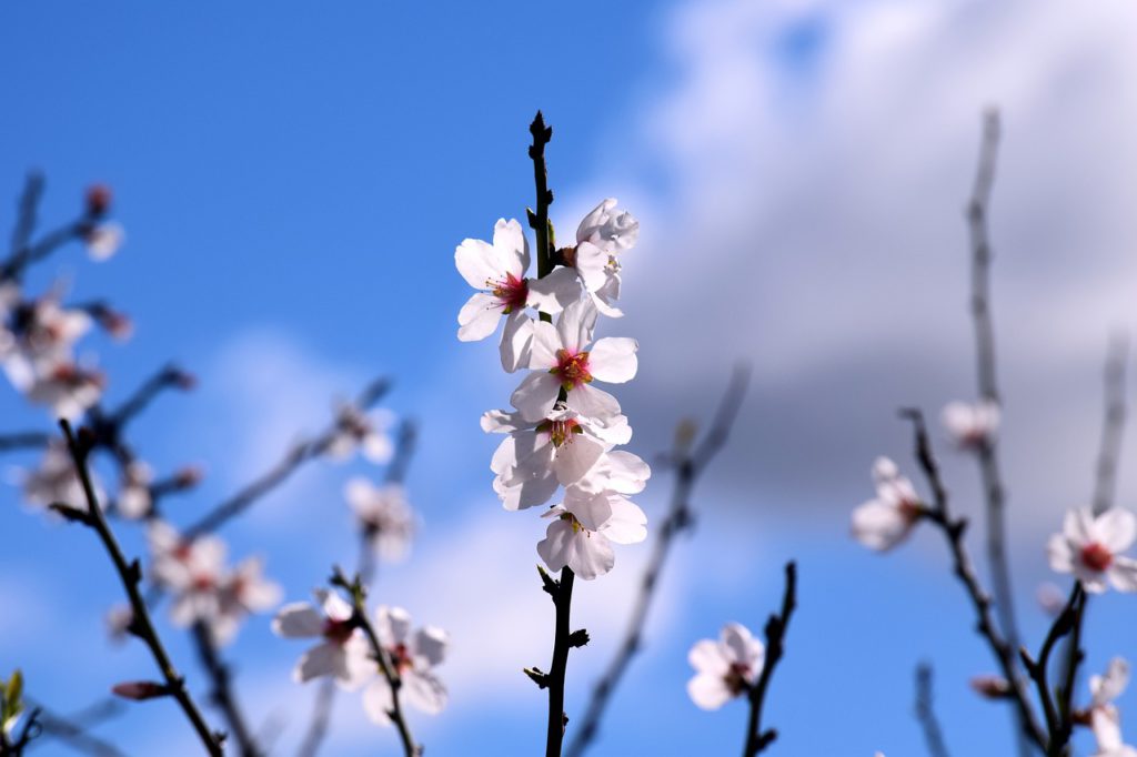 flor del almendro